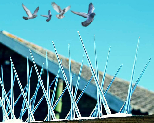 Bird Spikes